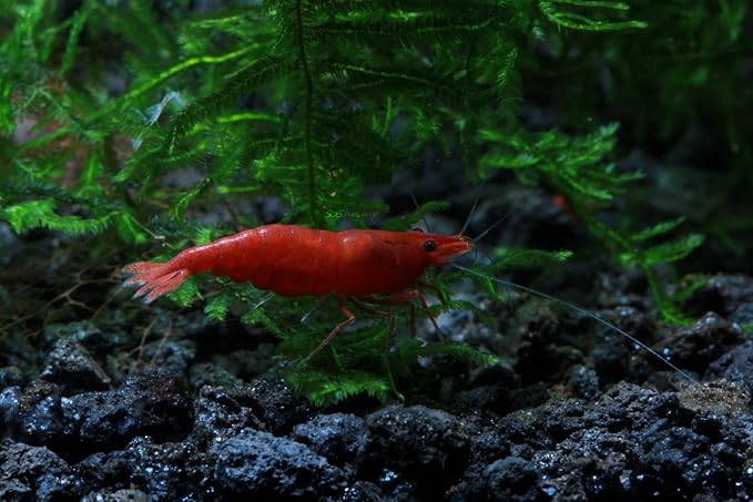 Live Freshwater Aquarium Shrimp - Neocaridina (Painted Fire Red, 10 Pack)