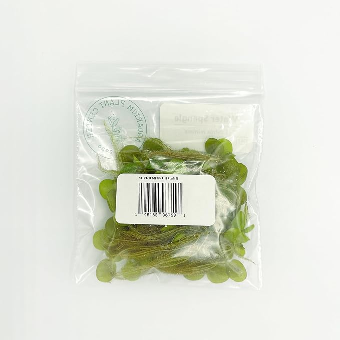 Water Spangle, Salvinia Minima, Live Aquarium/Aquatic/Freshwater/Floating/Pond Plant/Planted Tank/Aquascaping/Paludarium by Aquarium Plant Center (12 Plants, 60+ Leaves)
