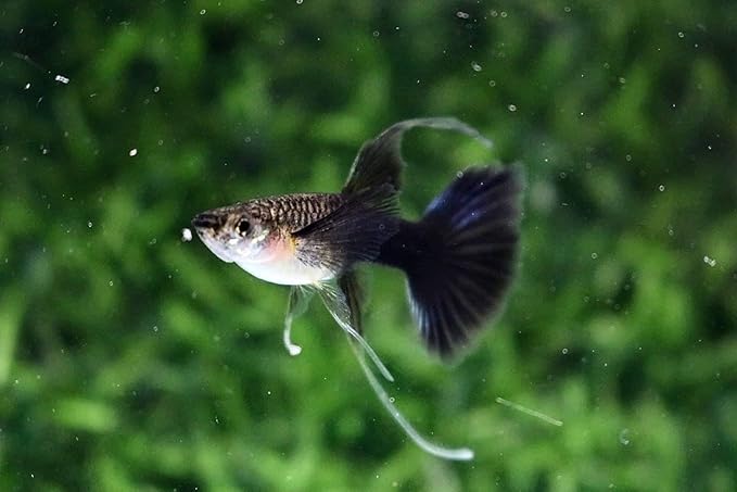 D&A Tropical Half Black Blue Ribbons Fin C Guppies - Live Freshwater Trio (1 Male, 2 Female) for Aquarium