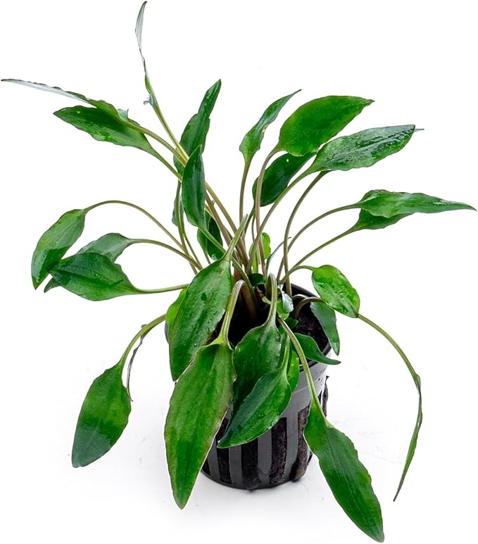 SubstrateSource Cryptocoryne Live Aquarium Plants - Freshwater Plant for Aquariums, Planted Fish Tanks - Beginner Friendly (Undulatus Hybrid, 1 Pot (3-5 Plants))