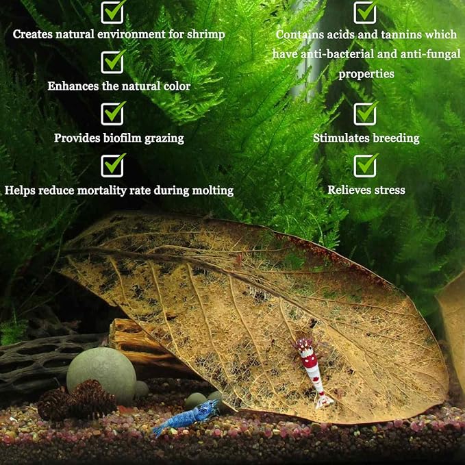 SunGrow Catappa Leaves and Calcium Balls for Shrimps, Water Conditioner for Clear Water, Improves Overall Well-Being, Vibrant Colors, Stronger Exoskeleton, 10 Pcs Each
