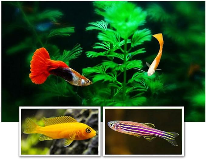 ljhnba 60G Brine Shrimp Shelling Eggfood Aquarium Hatching Tropic Fish Food for Feeding Baby Fishes Artemia Shelling Eggs Artemia Shelling Eggs