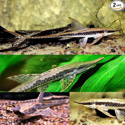 Royal Farlowella Catfish (Packs of 2 Fish) - Aquarium Exotic Freshwater Live Fish Live Aquarium Fish