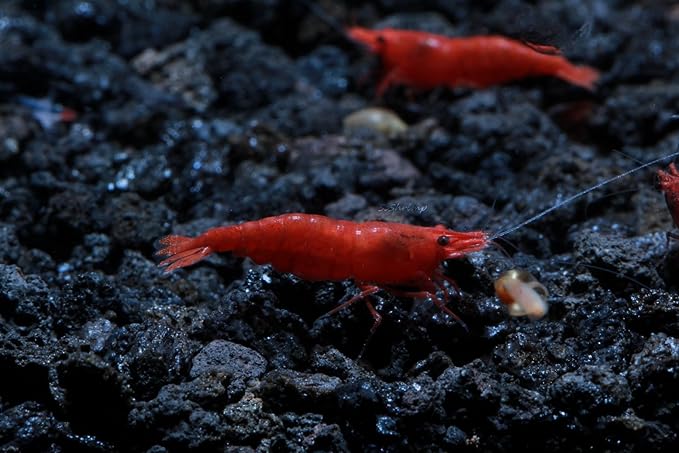 Live Freshwater Aquarium Shrimp - Neocaridina (Painted Fire Red, 5 Pack)