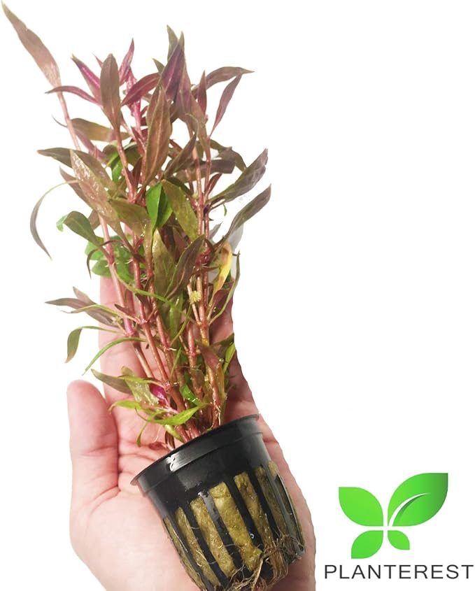 Alternanthera Rosaefolia Potted Background Easy Live Aquarium Plant Decorations BUY2GET1FREE