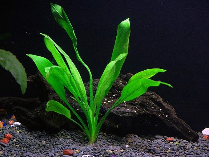 Florida 10 Species Live Aquarium Plants Bundle
