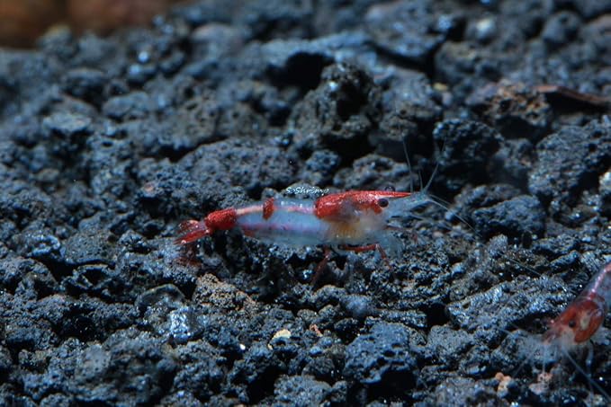 Live Freshwater Aquarium Shrimp - Neocaridina (Red Rili, 10 Pack)