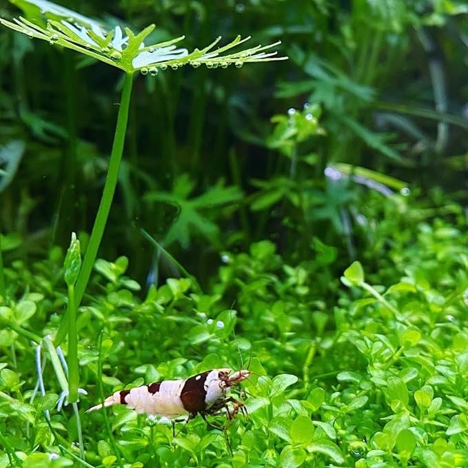 Monte Carlo Micranthemum Tissue Culture Vitro Grown Freshwater Aquarium Live Plant for Fish Tank Carpet Decoration