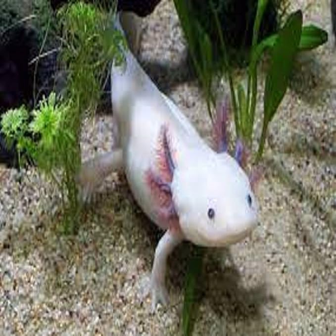 Axolotl Food, 3/16" Soft Moist Sinking Pellets, Rangen's Salmon Sinking Pellets for Medium Size Axolotl. Also Shrimp, Snails, Crabs, Crayfish, Plecos, Catfish, All Tropical Fish...3-lb Bag