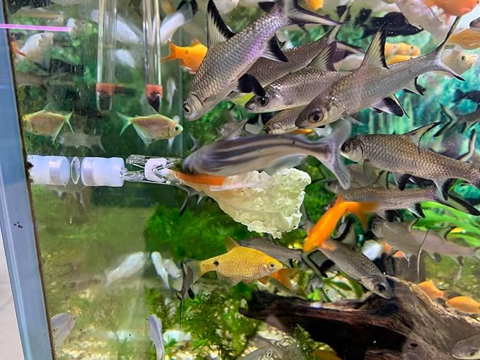 Waterproof Magnetic Seaweed Clip for Saltwater Fish Feeding nori Clip Aquariums Magnet Veggie Feeder Plant clamp Fish Accessories—Patented Product (1pcs Magnetic Veggie Clip)