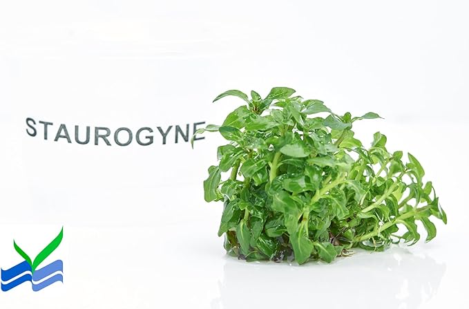 Staurogyne Repens Tissue Cultured - Foreground Aquarium Plant