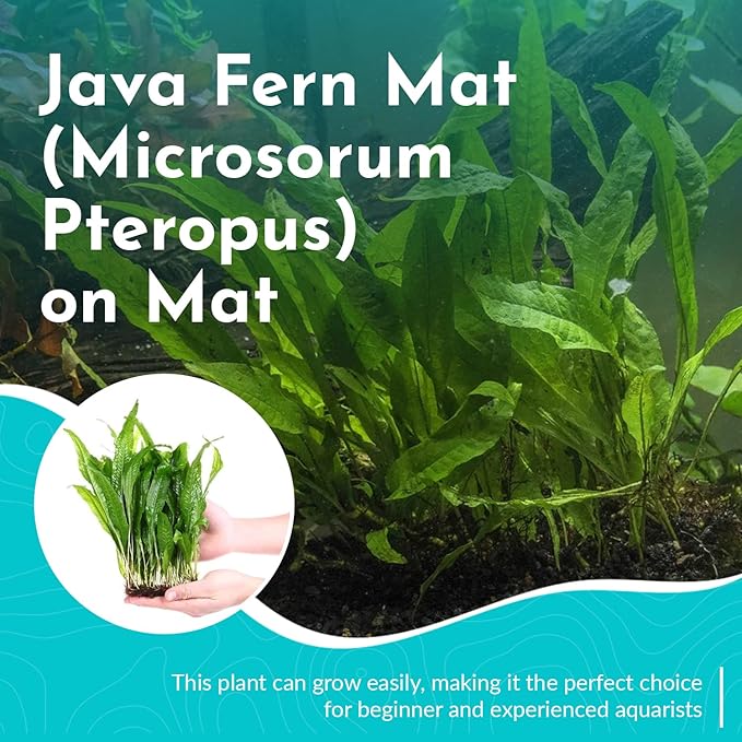 Live Aquarium Plants - Java Fern Mat, Large Microsorum Pteropus, Tall Fresh Water Aquarium Plants for Aquariums, Java Fern Live Plants, Aquarium Plants Live