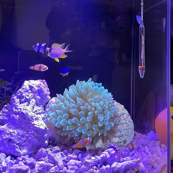 Anemone Nest,Fish Tank Decorations,Saltwater Aquarium Accessories,Aquarium Decor,Anemone Coral Ideal Habitat (Oblique Mouth 2.67-3.15 in)