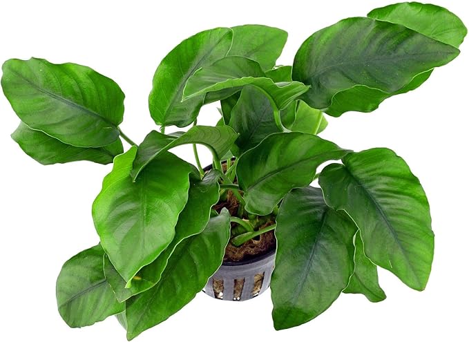 Potted Anubias Plants | Live Freshwater Aquatic Plants for Aquariums and Terrariums - Low Light, Low Maintenance (Anubias Barteri, 1, Count)