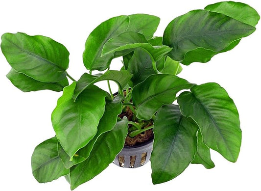 Potted Anubias Plants | Live Freshwater Aquatic Plants for Aquariums and Terrariums - Low Light, Low Maintenance (Anubias Barteri, 1, Count)