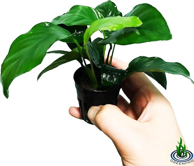 Anubias Barteri VAR Nana Potted Live Aquarium Plants Decoration for Freshwater Fish Tank by greenpro