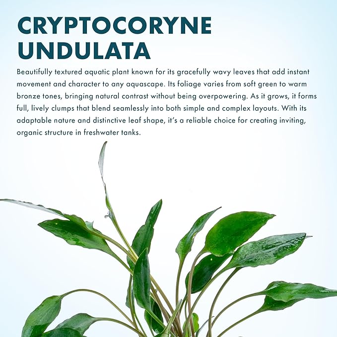 SubstrateSource Cryptocoryne Live Aquarium Plants - Freshwater Plant for Aquariums, Planted Fish Tanks - Beginner Friendly (Undulata, 1 Pot (3-5 Plants))