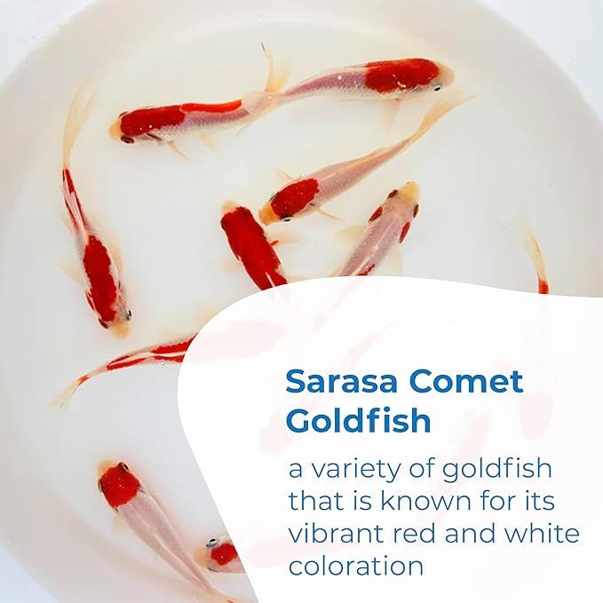 Toledo Goldfish Sarasa Comet Goldfish: Live Red and White Goldfish with a Variety of Patterns - Perfect for Stocking Ponds, Aquariums, or Tanks - 2-3 Inches, 75 Count