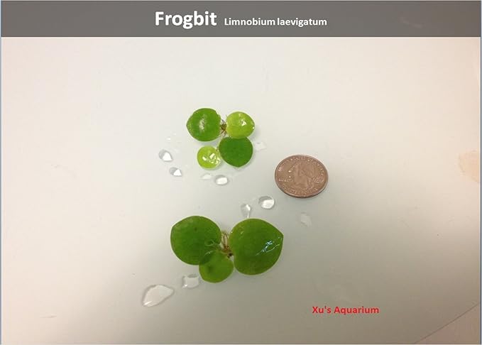 G’z Aquarium Floating Plants Package #1, 12 Amazon Frogbit, 12 Dwarf Water Lettuce, 12 Water Spangles