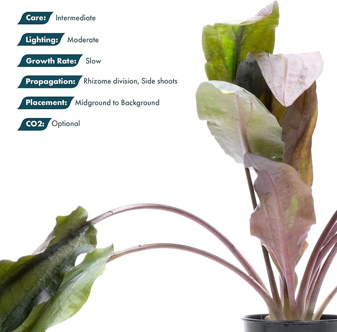SubstrateSource Cryptocoryne Live Aquarium Plants - Freshwater Plant for Aquariums, Planted Fish Tanks - Beginner Friendly (Undulatus Hybrid, 3 Pots (15-20 Plants))