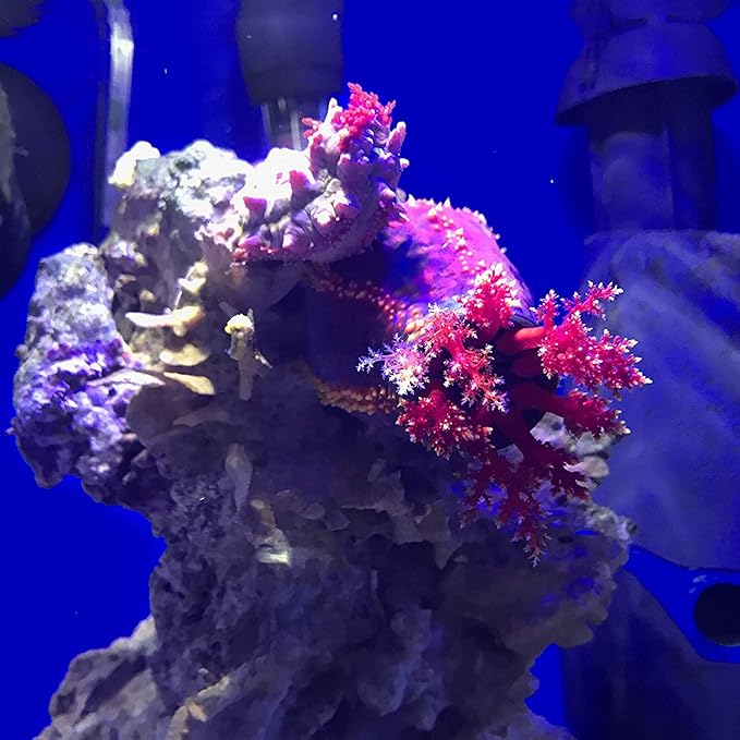 De-Nitrate - Nitrate Remover for Aquariums 2 Liter - Includes Attached DBDPet Pro-Tip Guide