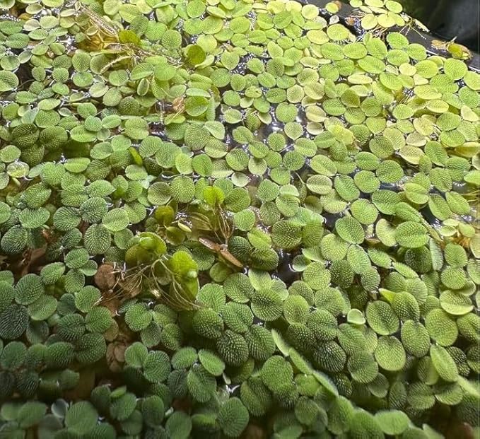 60+ Leaves Water Spangles - Salvinia Minima Floating Live Aquarium Plants