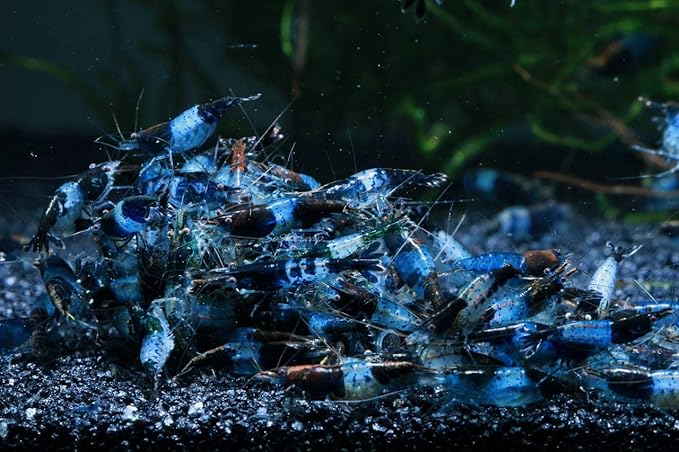 Live Freshwater Aquarium Shrimp - Neocaridina (Carbon Rili, 5 Pack)