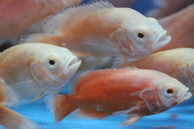 Albino Red Oscar Cichlid 2" Live Tropical Fish for Tank or Aquarium Live Fish