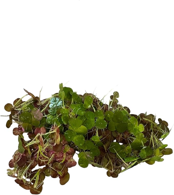 60+ Live Giant Duckweed Plants, Spirodela Polyrhiza, Floating Plants for Pond, Aquarium