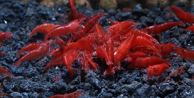 Live Freshwater Aquarium Shrimp - Neocaridina (Bloody Mary, 10 Pack)