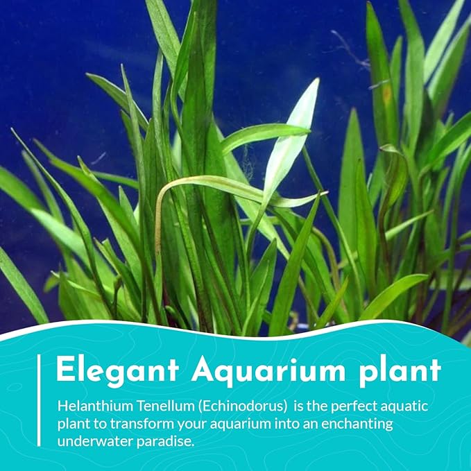 | Live Aquarium Helanthium Tenellum Echinodorus Plants - Increases Beauty - Removes Nitrates - Long Lasting - Grows in Low-Light - Suitable for Summer & Winter - Small