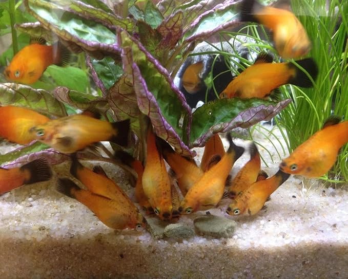 3.5mm - 1/8" Micro Sinking Wafers of Algae, Spirulina, Veggies for All Tropical Fish, African Cichlids, Shrimp, Snails, Crabs, Catfish, Small Plecos…1-lb 4.3oz Clear Bag