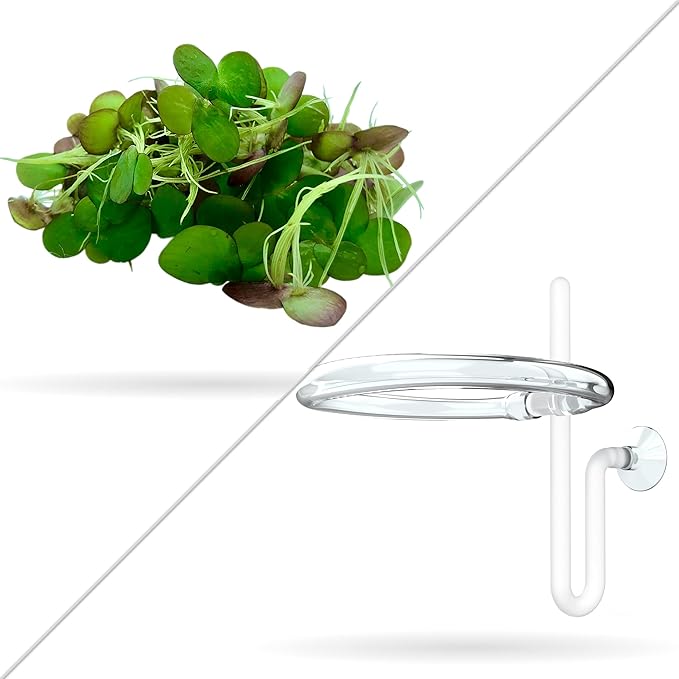Aquarigram 60+ Giant Duckweed (+Mystery Plant + Invisible Feeding Ring) Live Aquatic Floating Plant for Aquarium (spirodela polyrhiza)