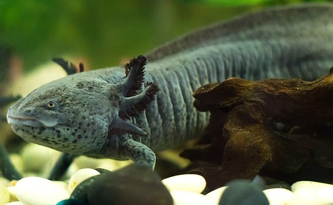 Gourmet Axolotl Soft Food Pellet Mix 3.2mm & 4.0mm & MINI BLOODWORM Sticks (12oz) - A7