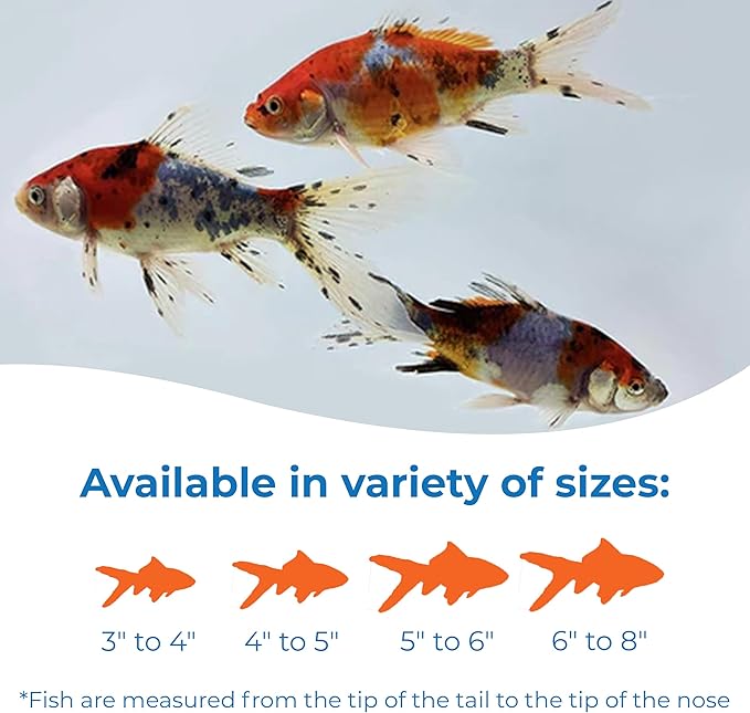 Toledo Goldfish Shubunkin Goldfish: Live Blue Calico Colored Goldfish with a Variety of Patterns - Perfect for Stocking Ponds, Aquariums, or Tanks - 6-8 Inches, 5 Count