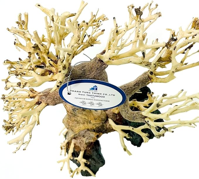 Bonsai Driftwood Aquarium Tree (8in H x 6in L), Handcrafted Fish Tank Decoration | Easy to Install Driftwood Bonsai for Fish Tank | Decor Aquascape Wood (Bonsai Tree On Rocks)