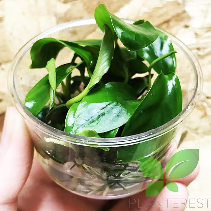 Anubias Barteri Variegated Tissue Culture Cup Freshwater Live Aquarium Plants Decoration BUY2GET1FREE