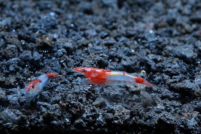 Live Freshwater Aquarium Shrimp - Neocaridina (Red Rili, 10 Pack)