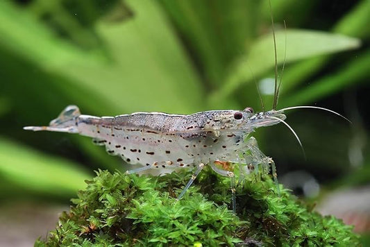 SF Aquatic™ 10 Amano Live Freshwater Aquarium Shrimps Algae Eater for Planted Aquarium. Live Arrival Guarantee