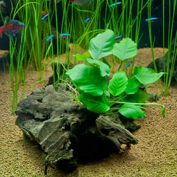 Anubias Nana On Stone Live Aquarium Plant Tropical Freshwater Decorations