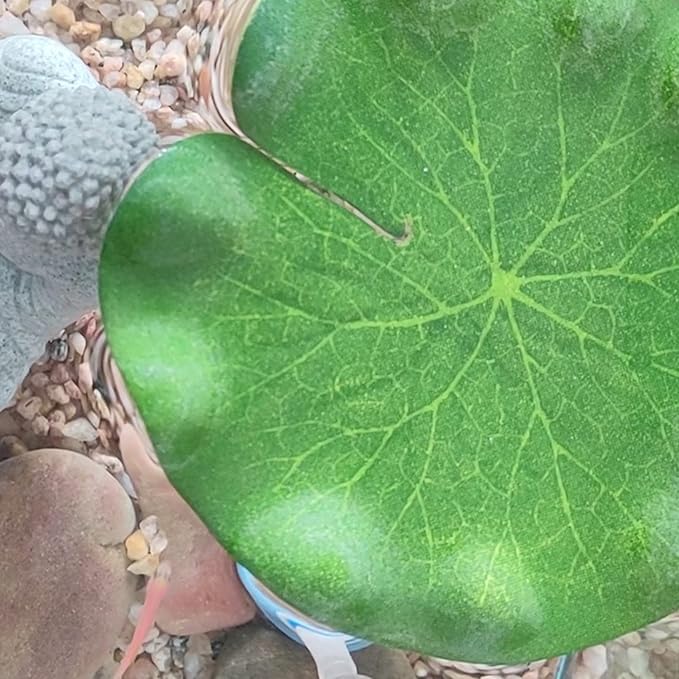 10pcs Artificial Floating Lotus Leaves Fake Aquarium Plants Realistic Fish Tank Plants Decorations Artificial Lily Pads for Ponds Garden Pool Decor 4inch and 5.9inch (Lotus Leaf)
