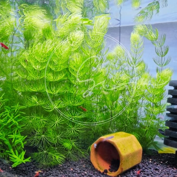 Swimming Creatures™ Live Aquarium Plants (2 Large Bunch Hornwort)