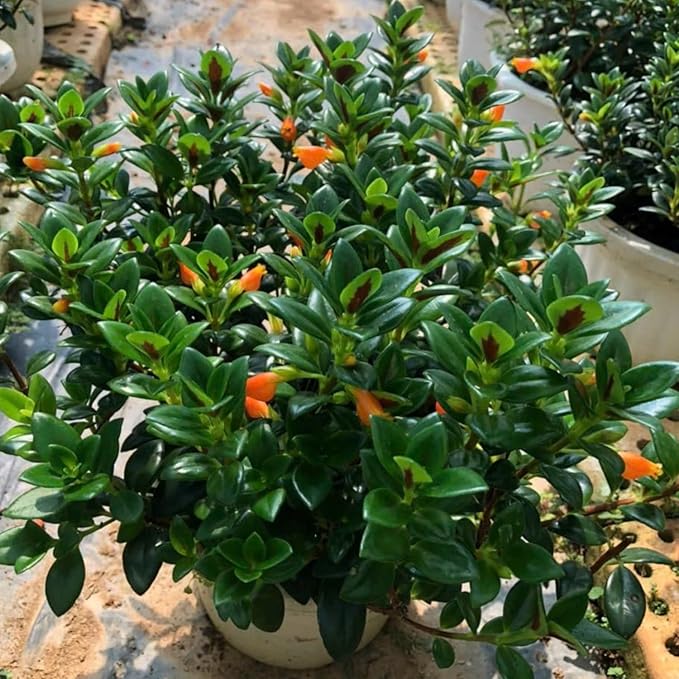 Trailing Goldfish Plants Live Houseplants | Live Columnea Nematanthus in 4-Inch Pot | Colorful Trailing Goldfish Plant for Indoors | Perfect for Tables & Home Décor | Ideal Gift for Plant Lovers