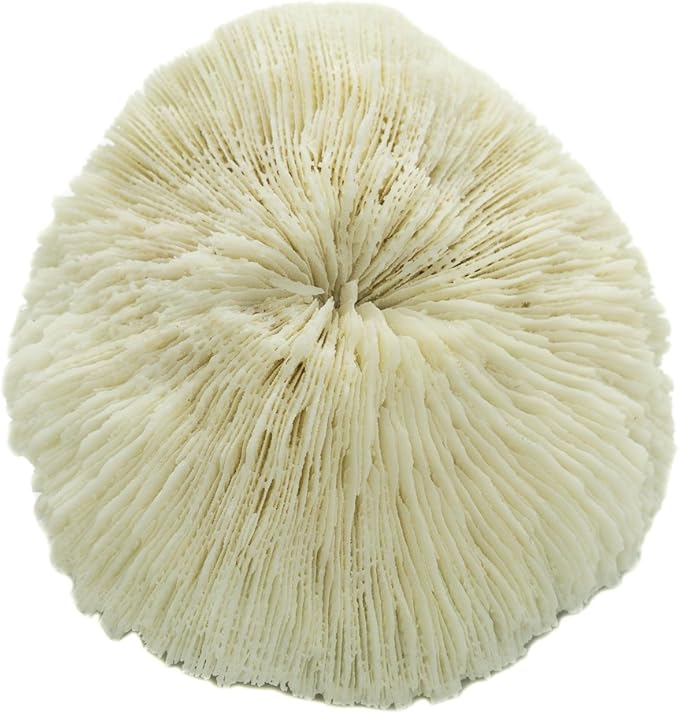 Mushroom Sea Coral | White Real Mushroom Coral 3”-4” (1 Piece) | Aquarium Ornament for Decoration | Plus Free Nautical eBook by Joseph Rains