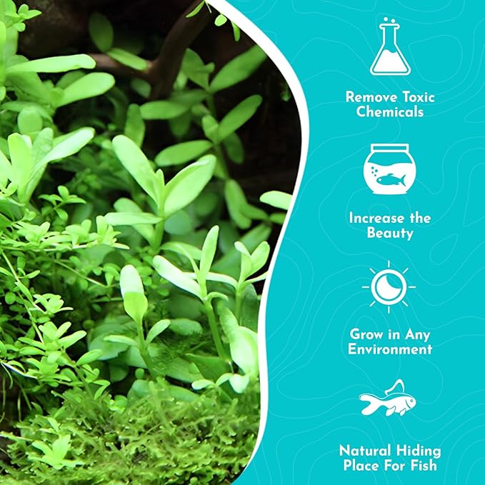Moneywort Bacopa Monnieri Live Aquarium Plant Stem Bundle Freshwater Easy Beginner Background Plant - Low-Medium Light