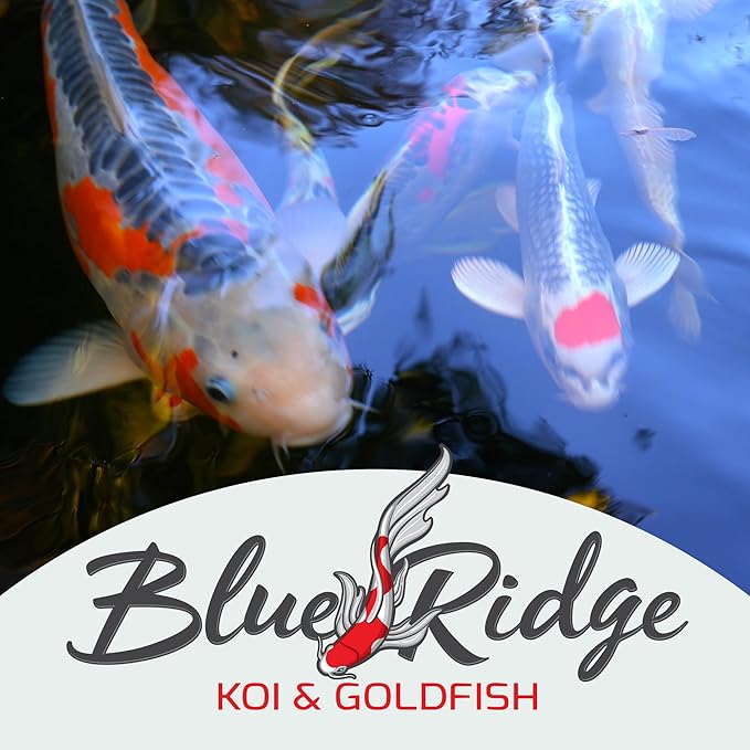 Blue Ridge Fish Food 25lb, Probiotic Plus 3/16" Floating Pellet, Koi Goldfish Food