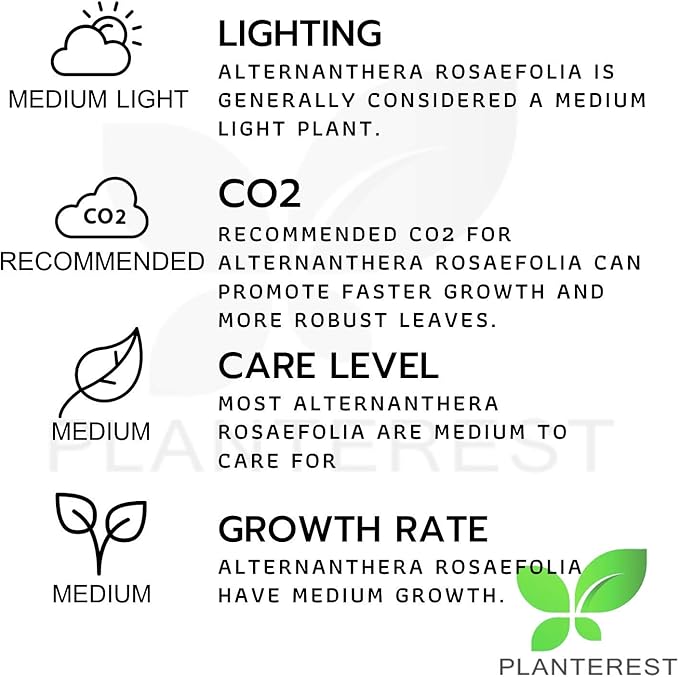 Alternanthera Rosaefolia Potted Background Easy Live Aquarium Plant Decorations BUY2GET1FREE