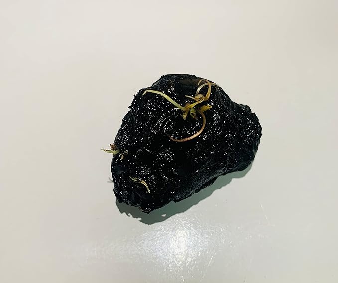 Marcus Fish Tanks - Tiger Lotus Lily Nymphaea Lotus - Live Aquarium Plants - Freshwater Aquatic Plant Buy 2 Get 1