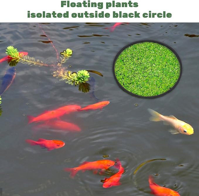 10 Pcs Fish Feeding Rings Set, Floating Plant Ring Aquarium Plant Corral Round Square Fishes Feeder Rings Aquariums Floating Plants Barrier Fishes Tanks Aquarium Floating Ring for Fish Tank Aquariums
