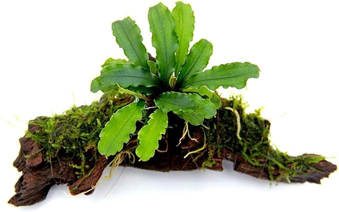 Bucephalandra 'Wavy Green' Nano On Wood Loose Background Easy Live Aquarium Plant Decorations